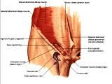 Anatomie: buikwand,rug,rugspier,buikspier,musculus obliquus,musculus transversus,musculus rectus,Poupart,ligamentum inguinalis,lattisimus dorsi,a. epigastrica,serratus anterior,trapezius,gluteus,teres major,teres minor,rhomboideus,supraspinatus,infraspinatus,levetor scapulae